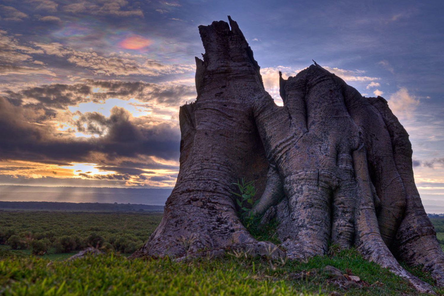 A solitary baobab-like tree trunk silhouetted against a dawn sky over the Kenyan savannah