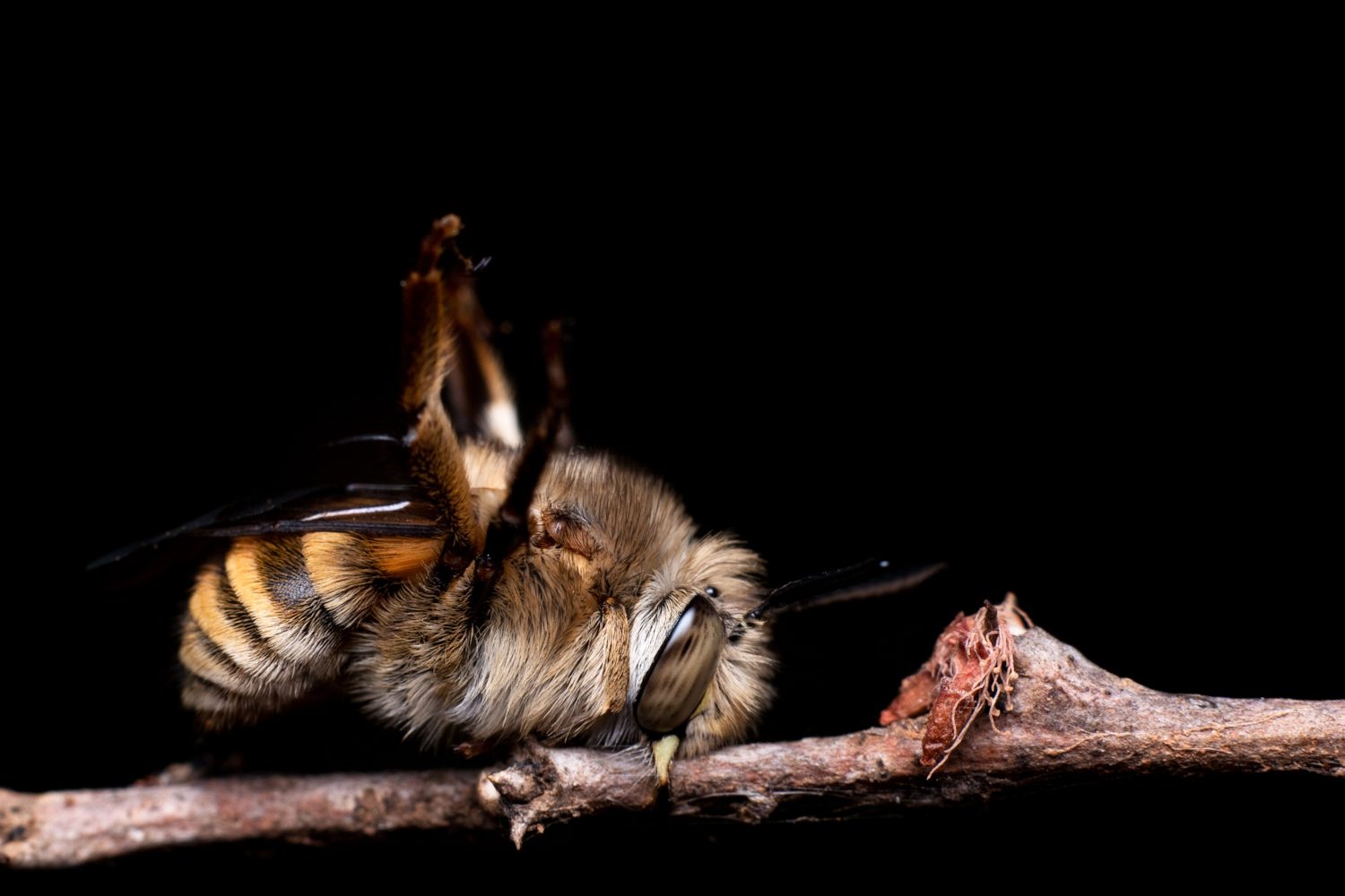 Macro photograph of a bee perched on a twig against a black background
